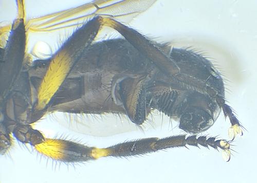 Thecophora cinerascens